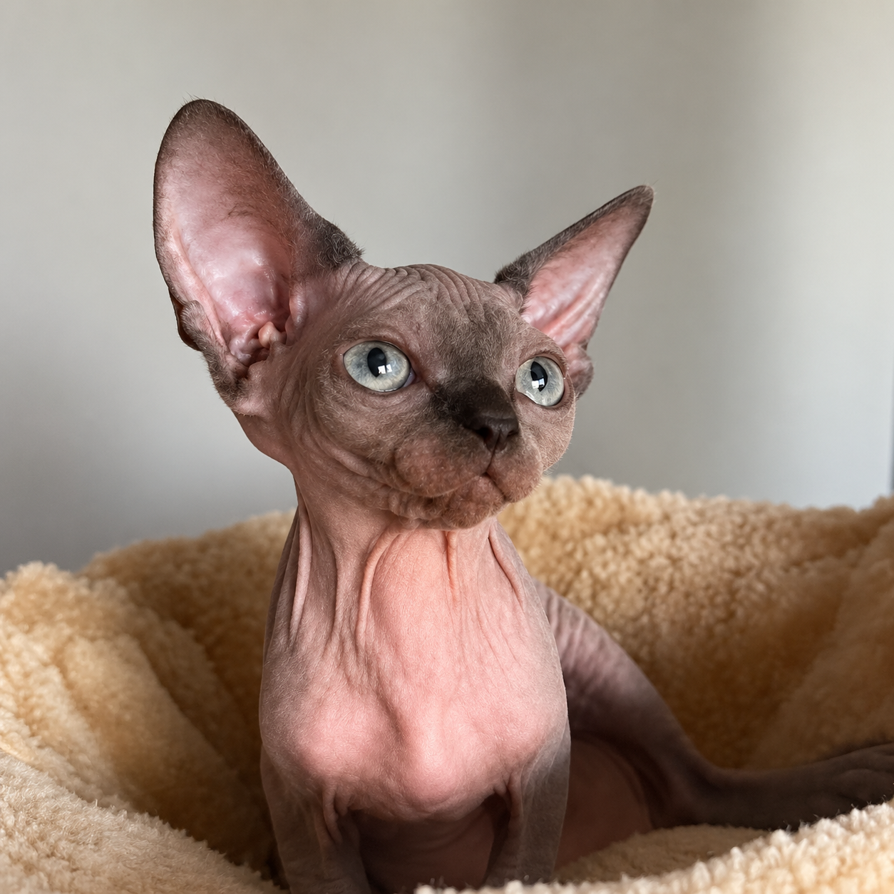 My first Sphynx - Where I went wrong