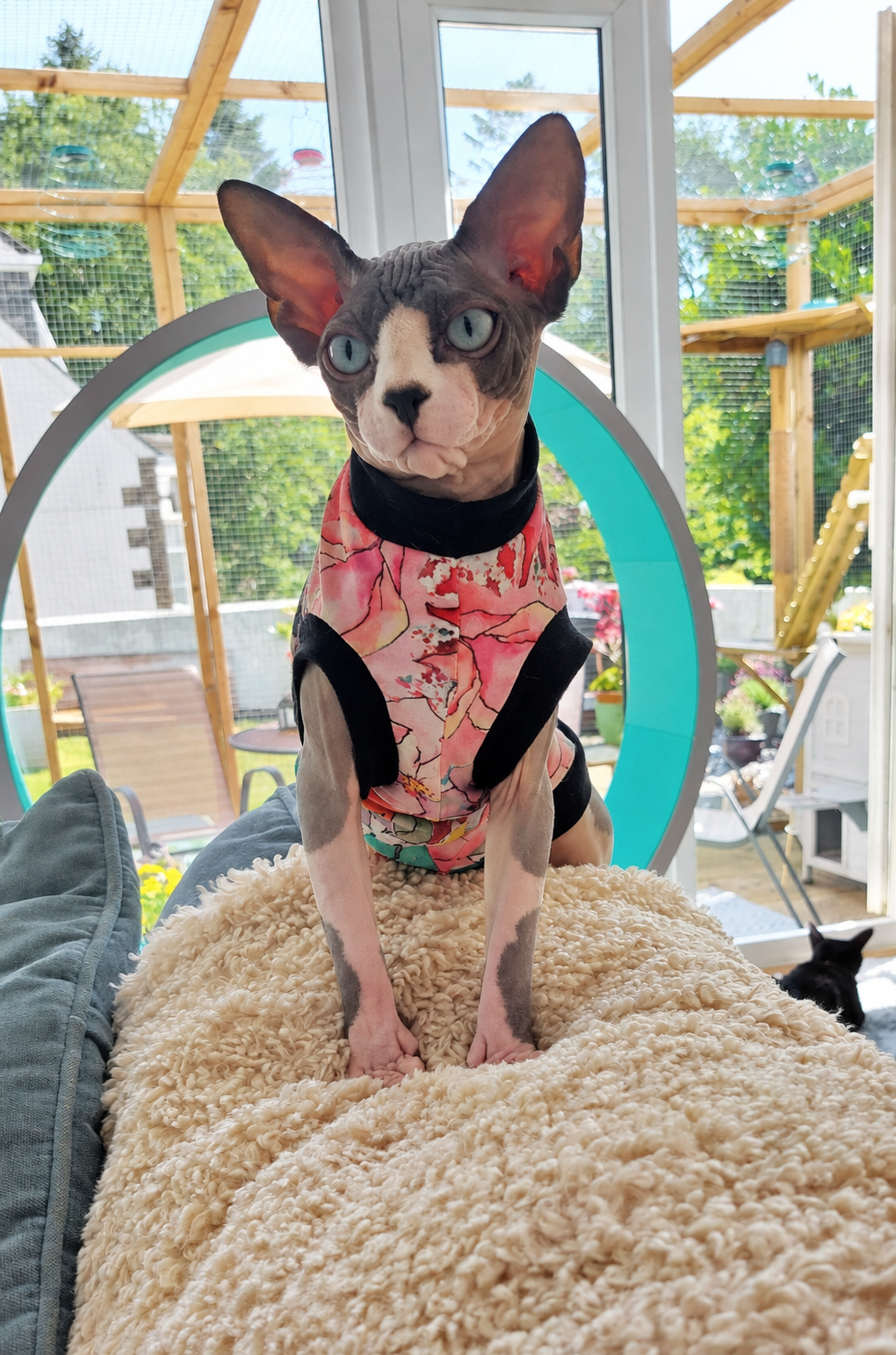 RiviaSphynx Cat in Pink Floral Outfit Canadian Sphynx cat wearing a pink floral outfit, standing on a fluffy blanket beside a cat exercise wheel