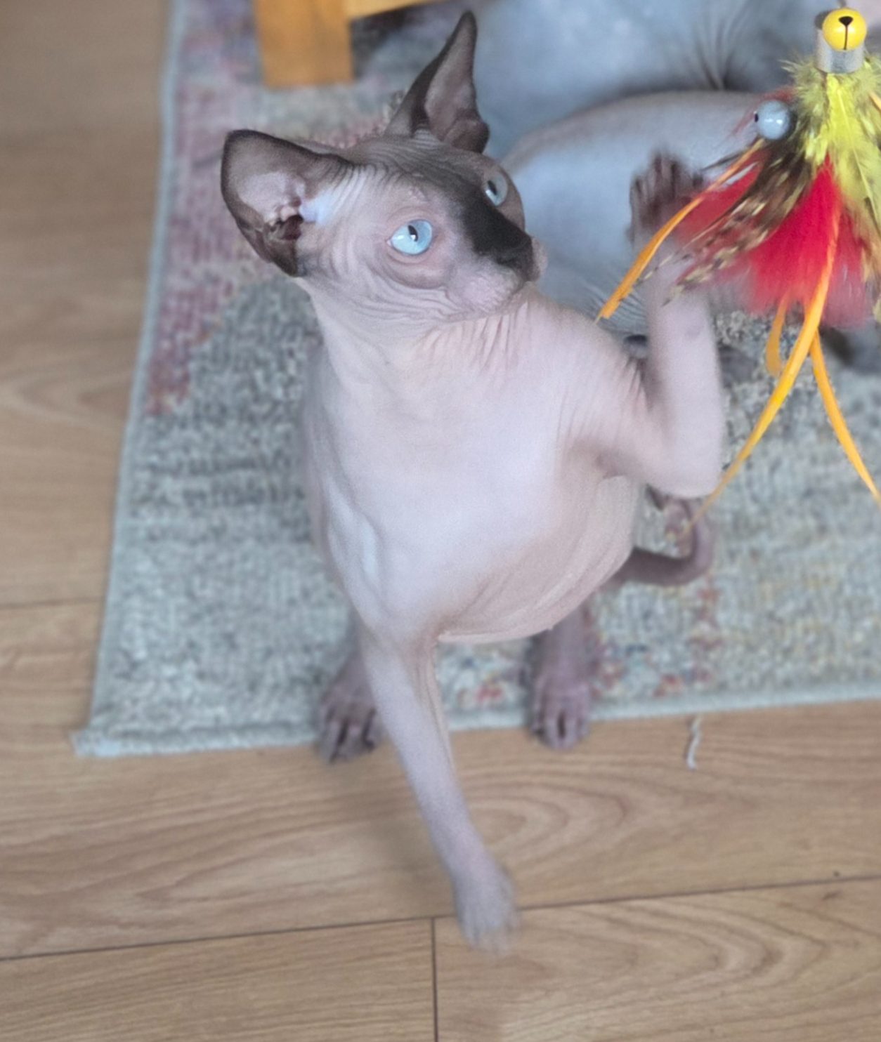 Playful Canadian Sphynx Cat – RiviaSphynx Copy Blue-eyed Canadian Sphynx cat standing on its hind legs and reaching for a colourful feather toy