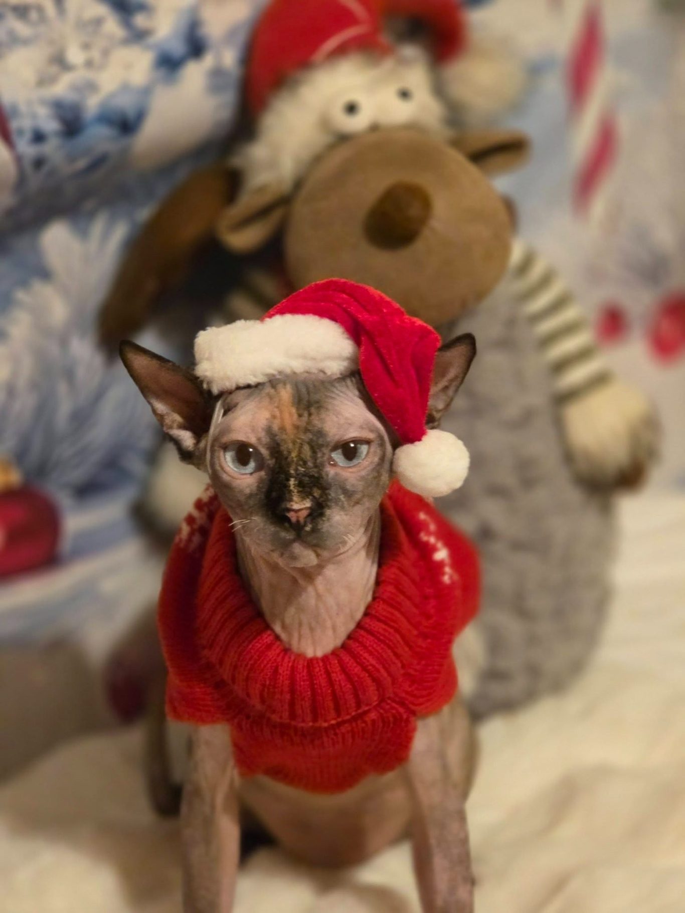 Aoife the Sphynx Cat at Christmas – RiviaSphynx Aoife the Canadian Sphynx cat wearing a red Christmas jumper and Santa hat