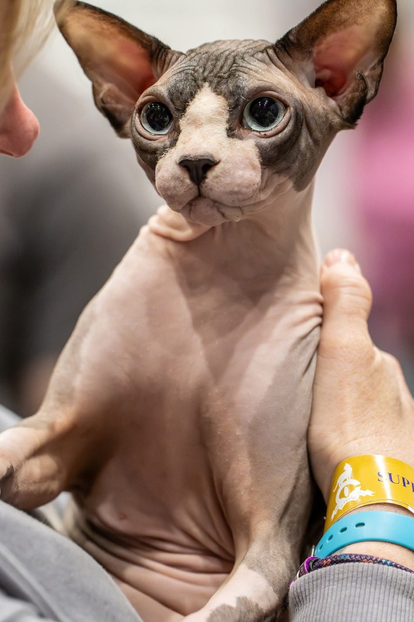 Meadowsphynx Abracadabra (Benny) – Portrait Benny, a Canadian Sphynx cat with large ears and blue-grey eyes, being gently held for a close-up portrait