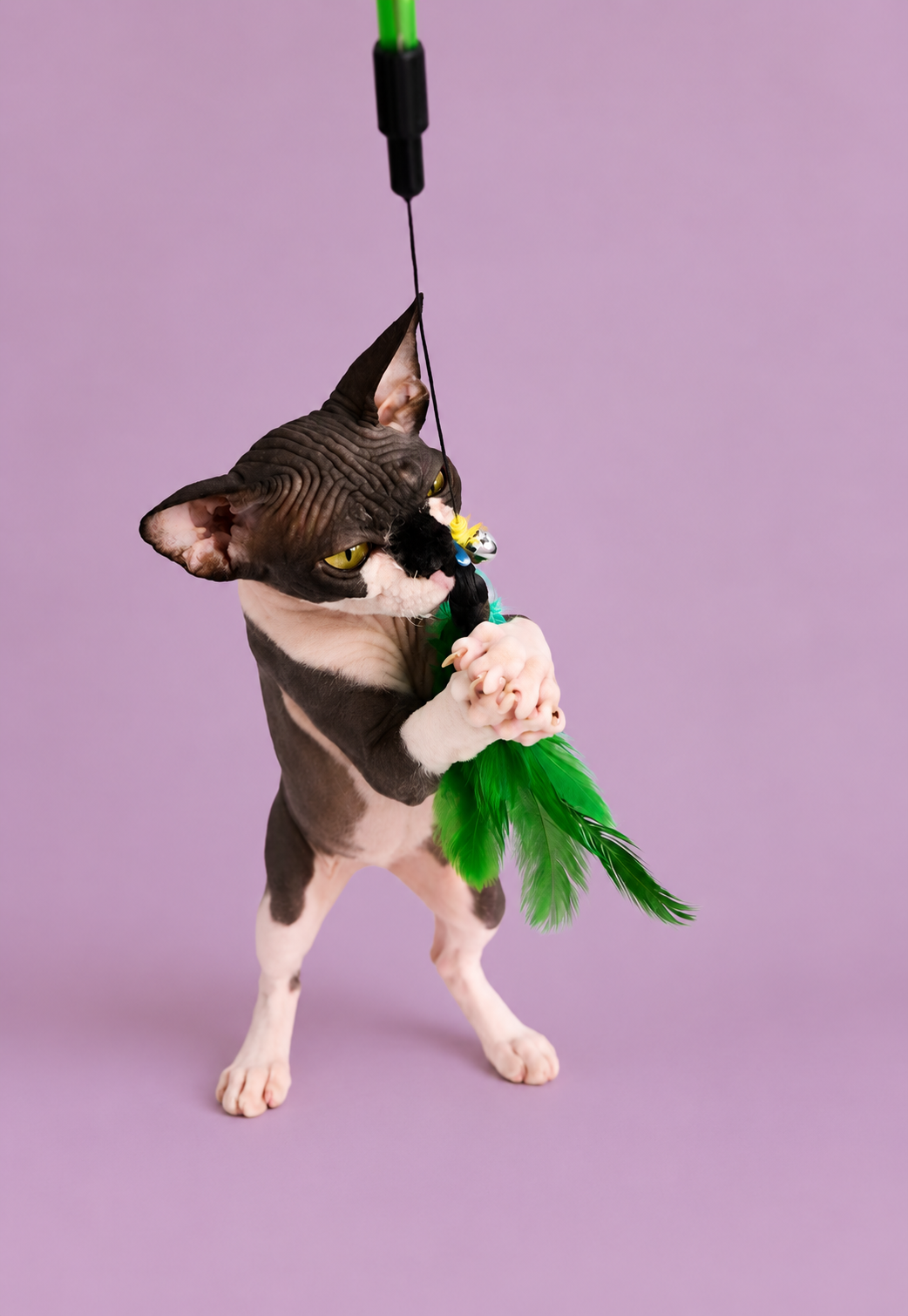 Gracie Playing with a Feather Toy – RiviaSphynx Black-and-white Canadian Sphynx cat Gracie standing on her hind legs and playing with a green feather toy against a pink background