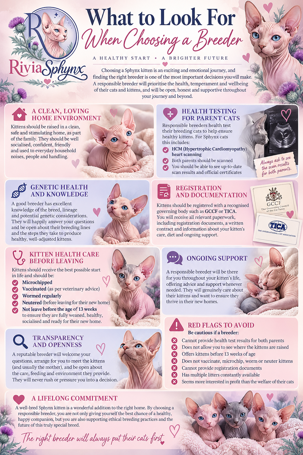 Choosing a Responsible Sphynx Breeder – RiviaSphynx RiviaSphynx infographic explaining what to look for when choosing a Sphynx breeder, including health testing, genetic knowledge
