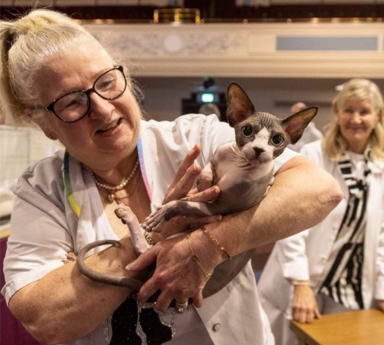 Benny the Canadian Sphynx at a Cat Show Woman holding Benny, a Canadian Sphynx cat, at a cat show