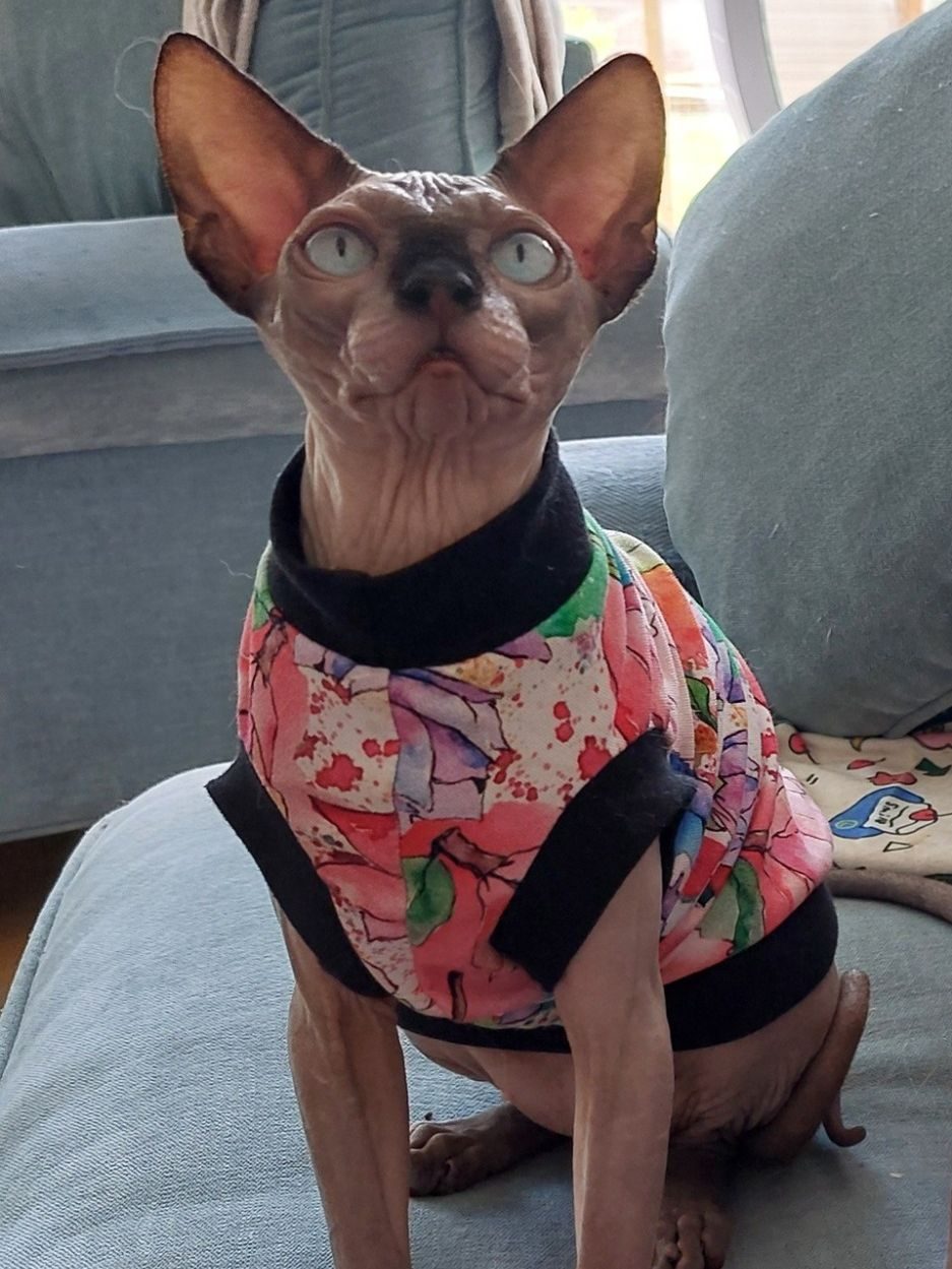 Louie the Sphynx Cat in a Floral Outfit – RiviaSphynx Louie the Canadian Sphynx cat sitting upright on a grey sofa, wearing a colourful pink floral outfit