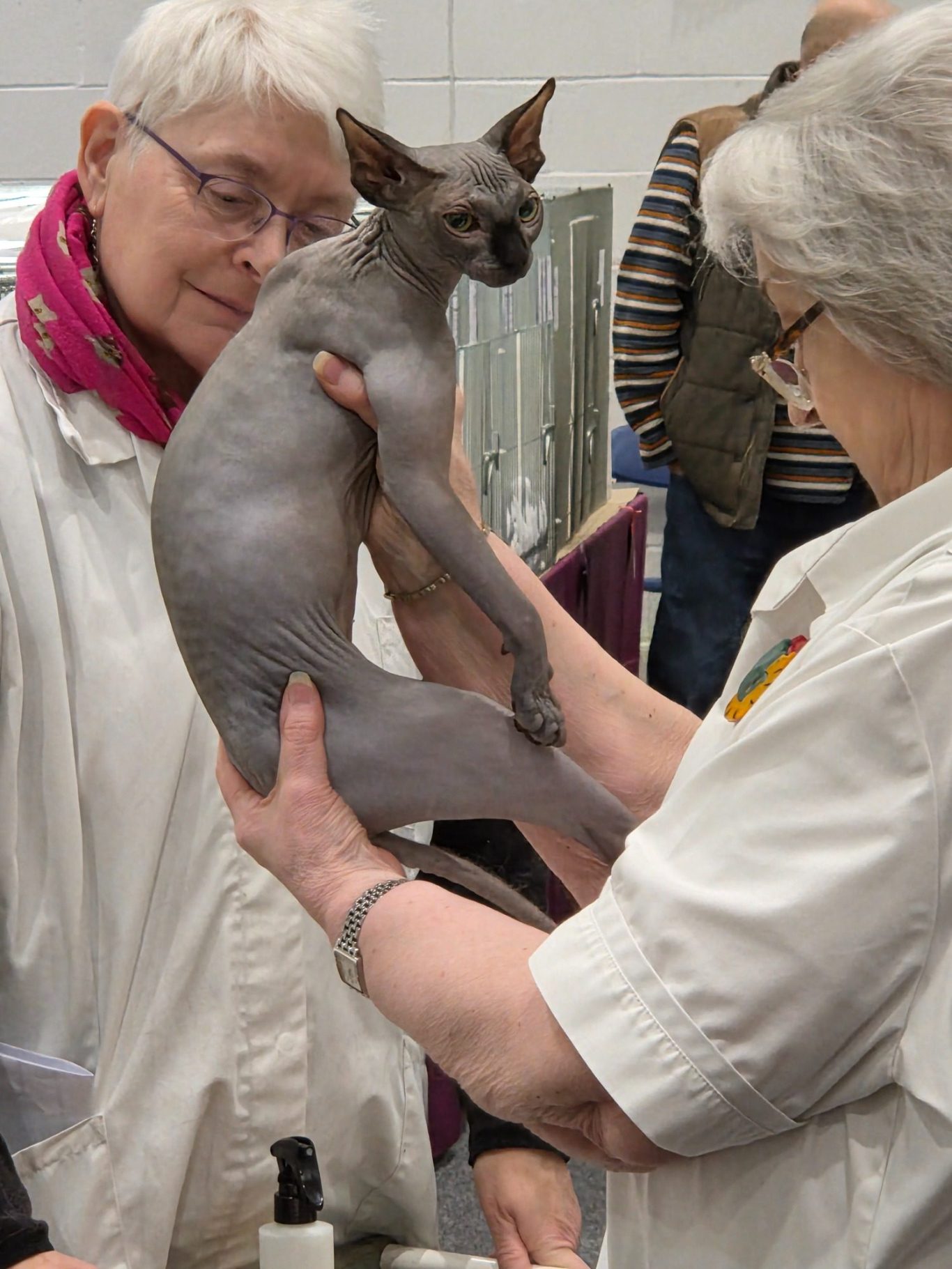 Ruby at a GCCF Cat Show – RiviaSphynx Ruby, a Canadian Sphynx cat, being held and examined by a judge during a cat show