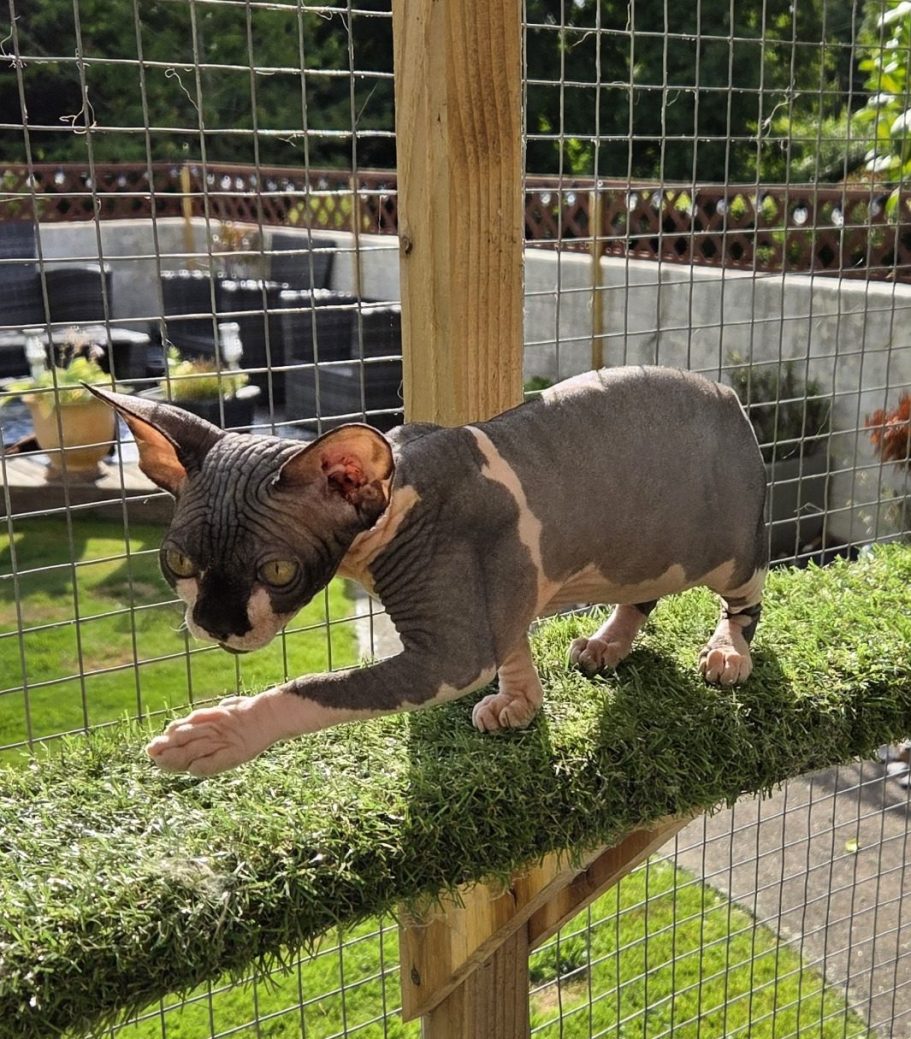 Canadian Sphynx cat exploring a raised grass-covered platform in a secure outdoor enclosure