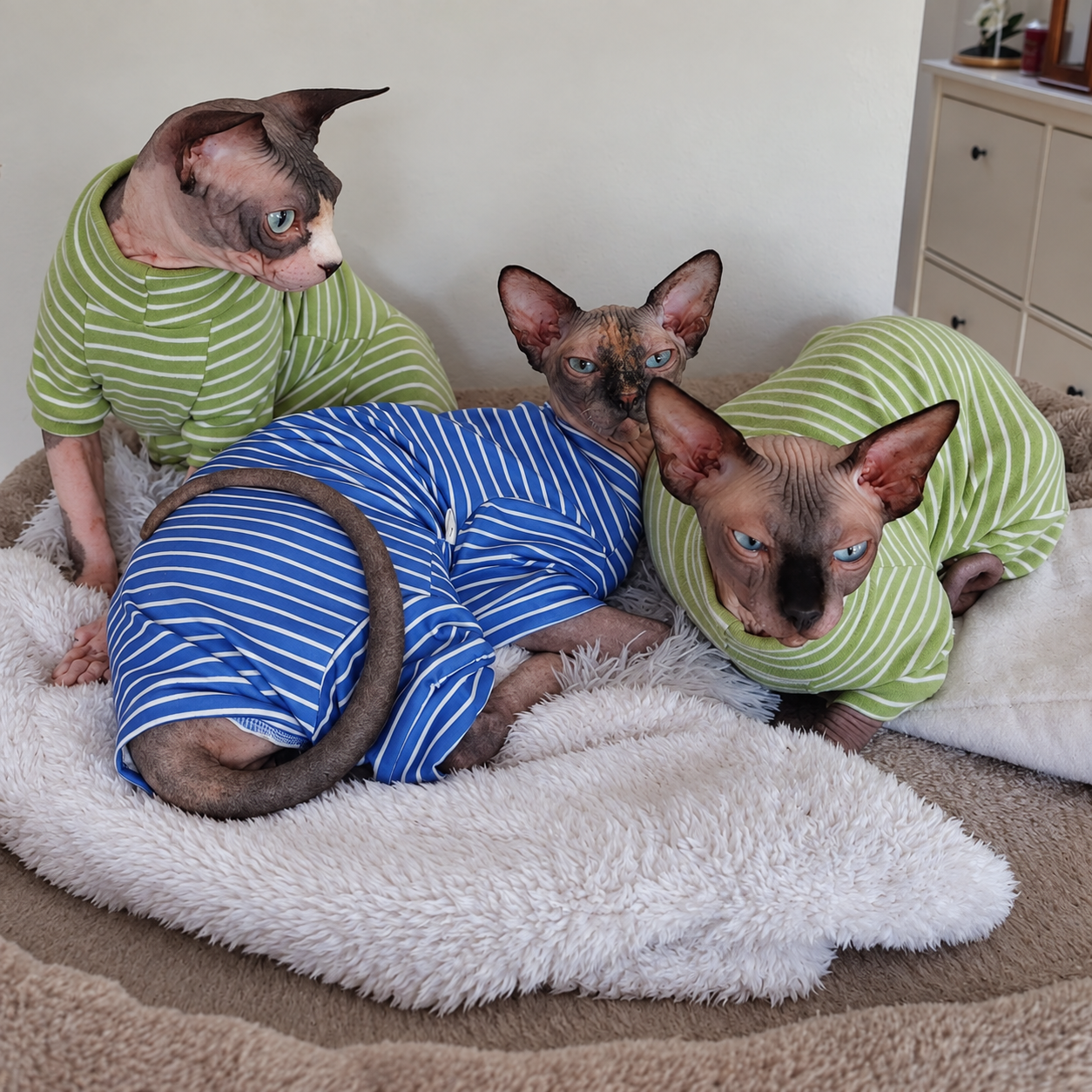 Three Canadian Sphynx cats relaxing together in green and blue striped outfits