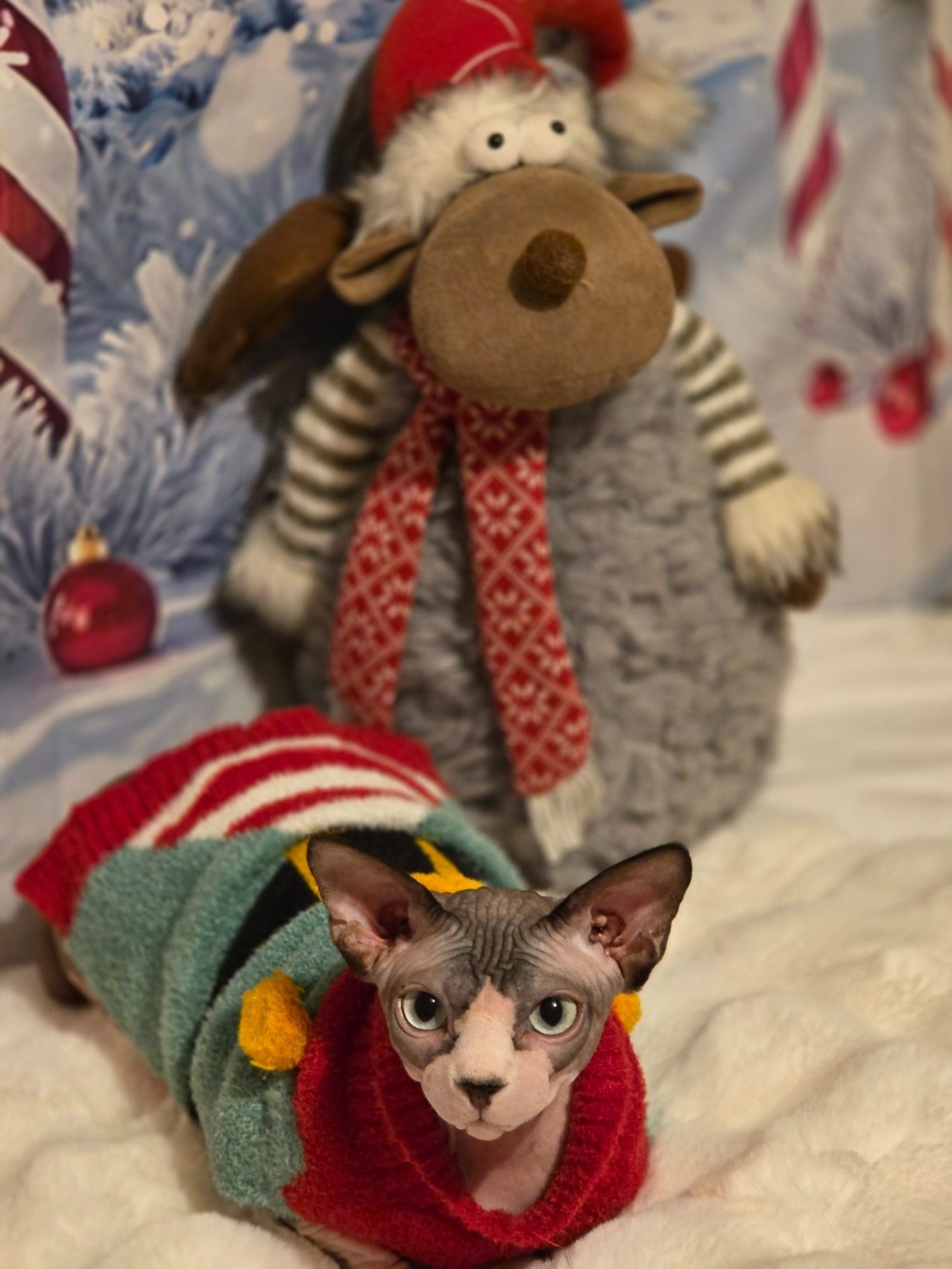 Benny the Sphynx Cat at Christmas – RiviaSphynx Canadian Sphynx cat Benny wearing a colourful Christmas outfit beside a festive reindeer decoration