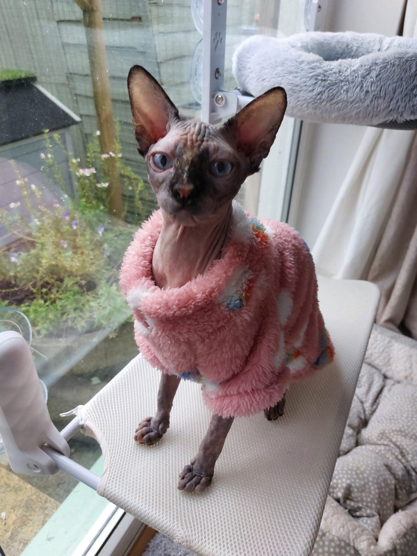 Hairless Whiskers Gaelic (Aoife) in Pink Jumper – RiviaSphynx Aoife the Canadian Sphynx cat wearing a fluffy pink jumper while sitting beside a window