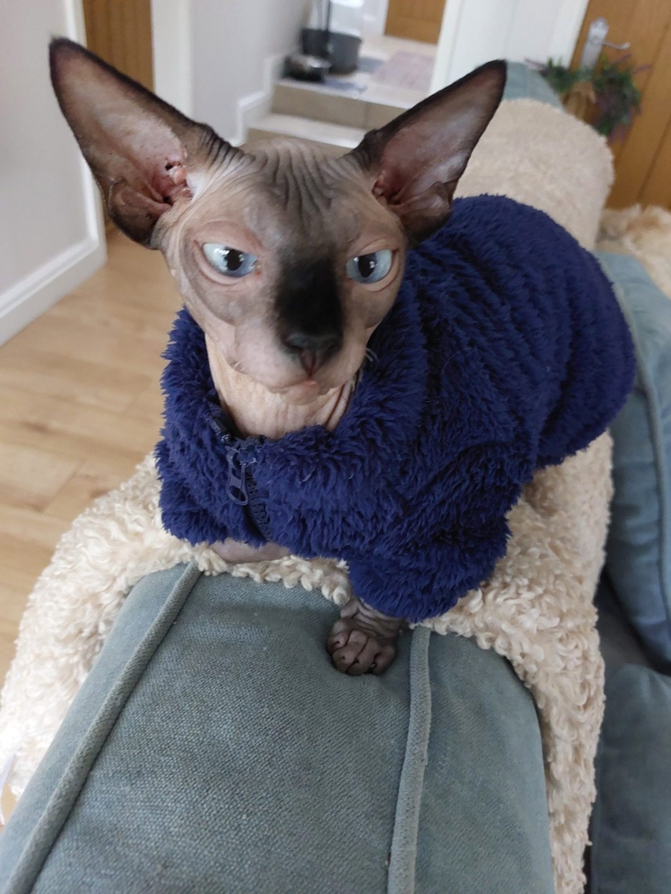 RiviaSphynx Cat in a Navy-Blue Jumper Blue-eyed Canadian Sphynx cat wearing a fluffy navy-blue jumper while resting on a soft blanket Copy