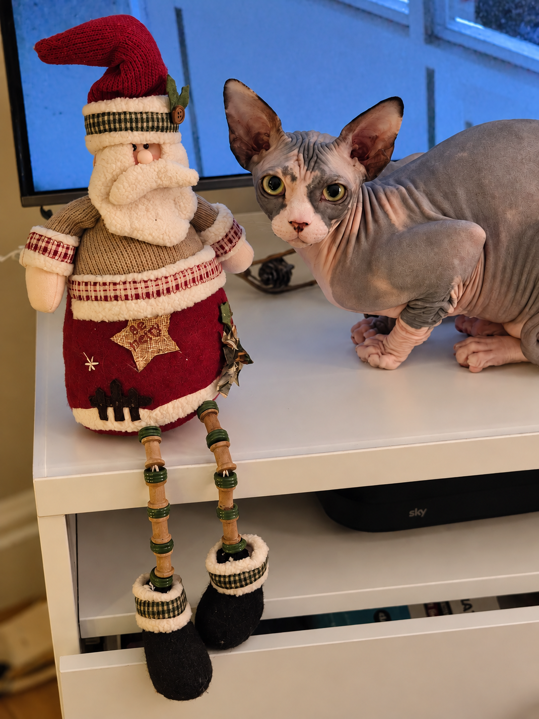 Maia the Sphynx Cat at Christmas – RiviaSphynx Maia the Canadian Sphynx cat sitting beside a knitted Santa Christmas decoration on a white shelf