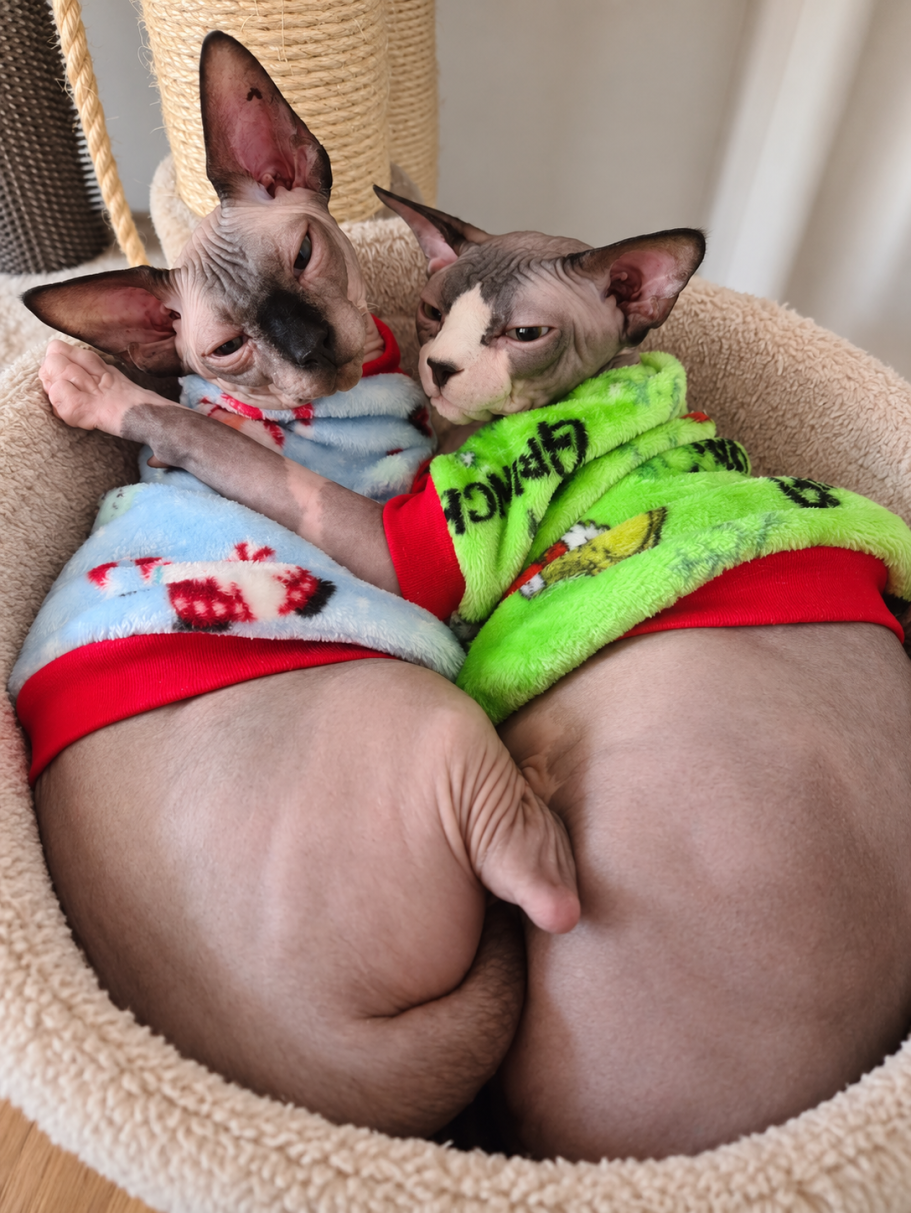 Two Canadian Sphynx cats cuddling together in a cosy bed wearing colourful outfits