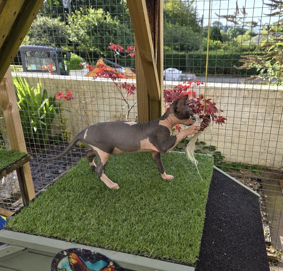 RiviaSphynx Cat Exploring the Outdoor Catio Canadian Sphynx cat standing on artificial grass in a secure outdoor catio, looking towards pink flowers beside the mesh enclosure